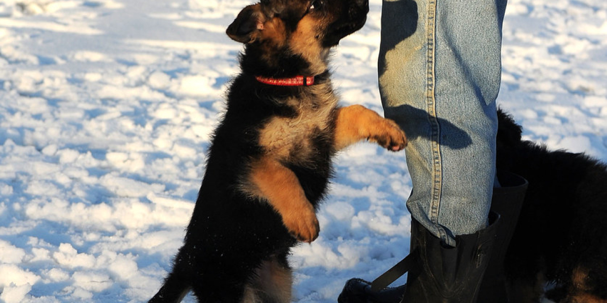 King Shepherd Kaufen: Der ultimative Leitfaden für die Anschaffung dieses majestätischen Hundes